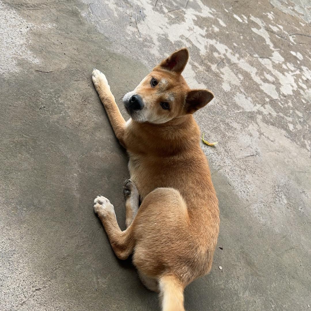 @爱养狗的21