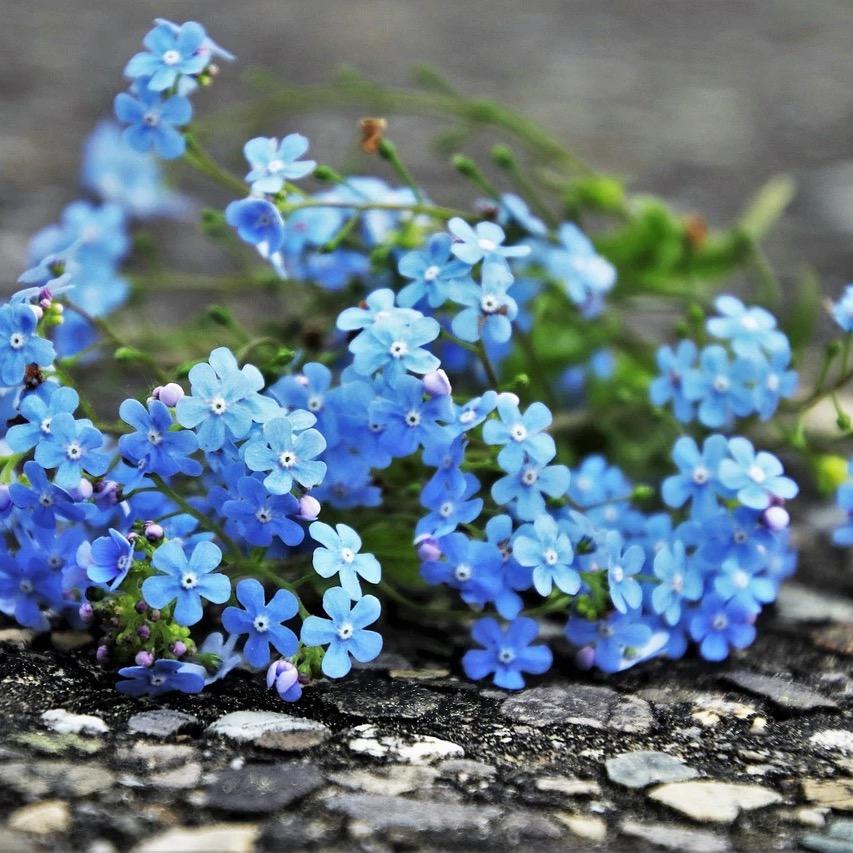 风花雪月
