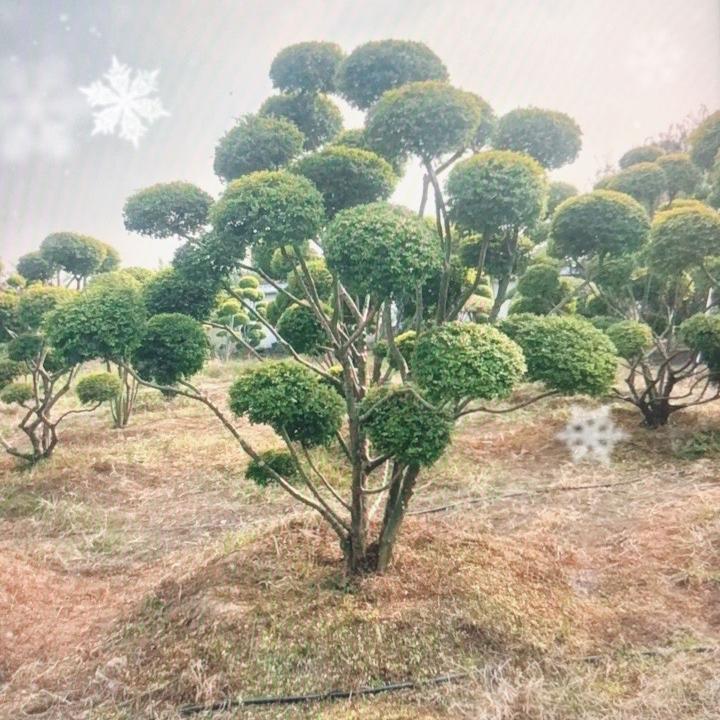 豫西南园林园艺