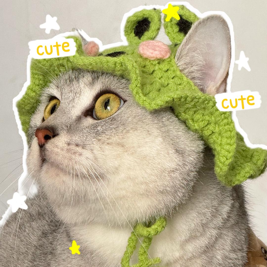 多多是只猫