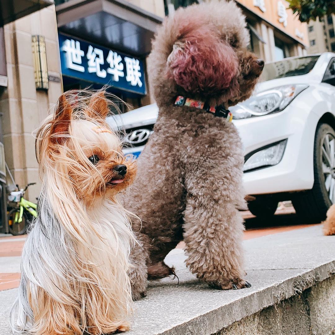 张球球@何小妹@张小丫