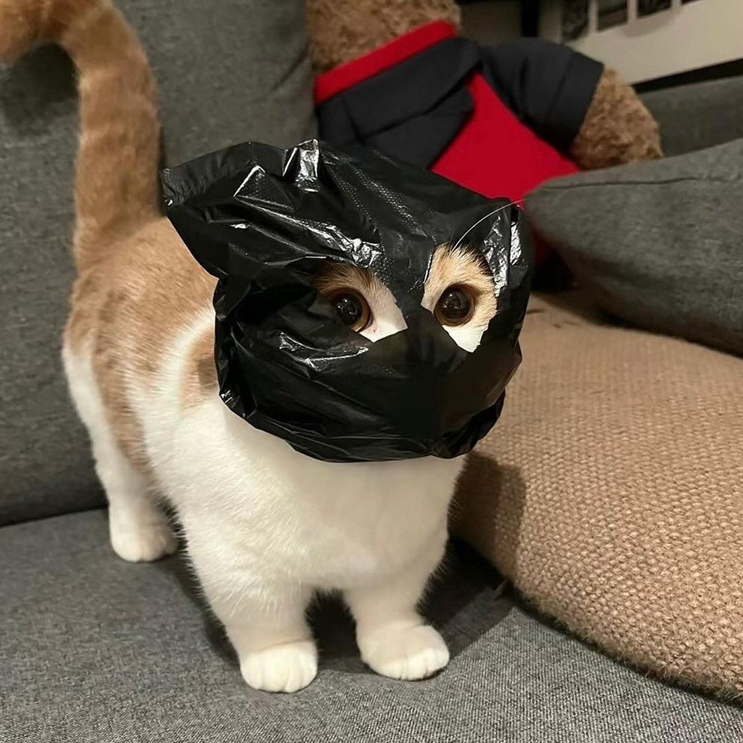 西瓜籽的矮脚猫