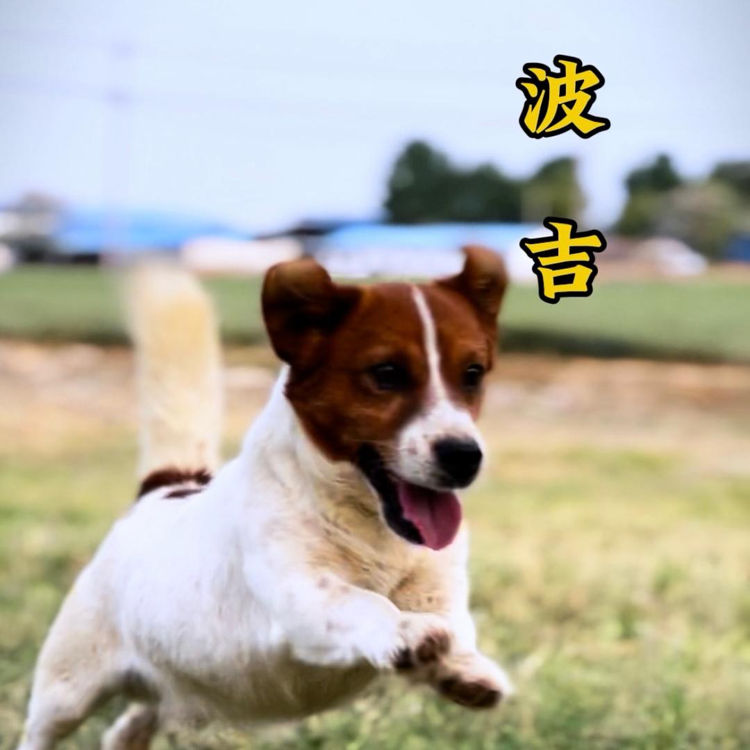 小凡家杰克