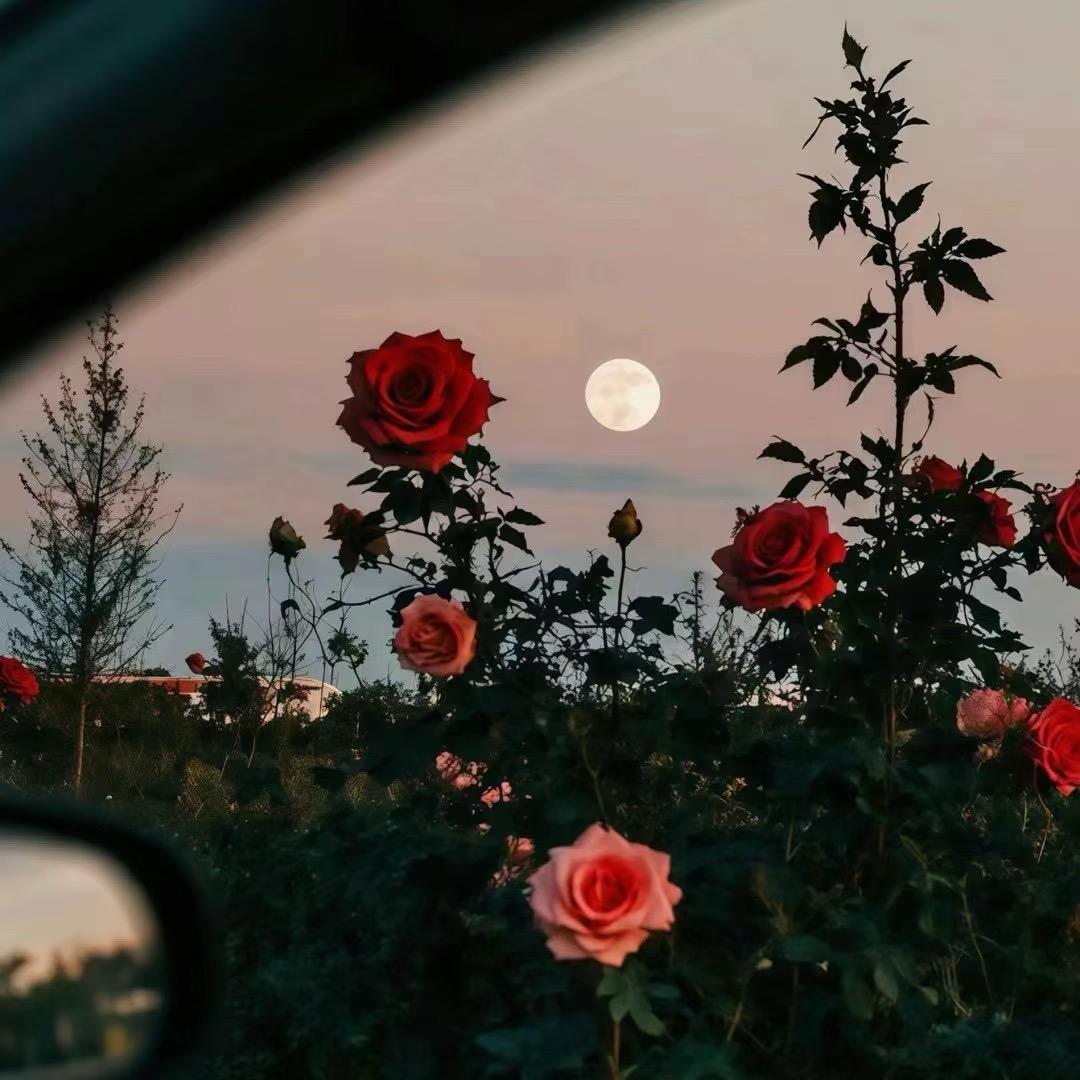 🌸好运ꚸ加满࿐ᩚ