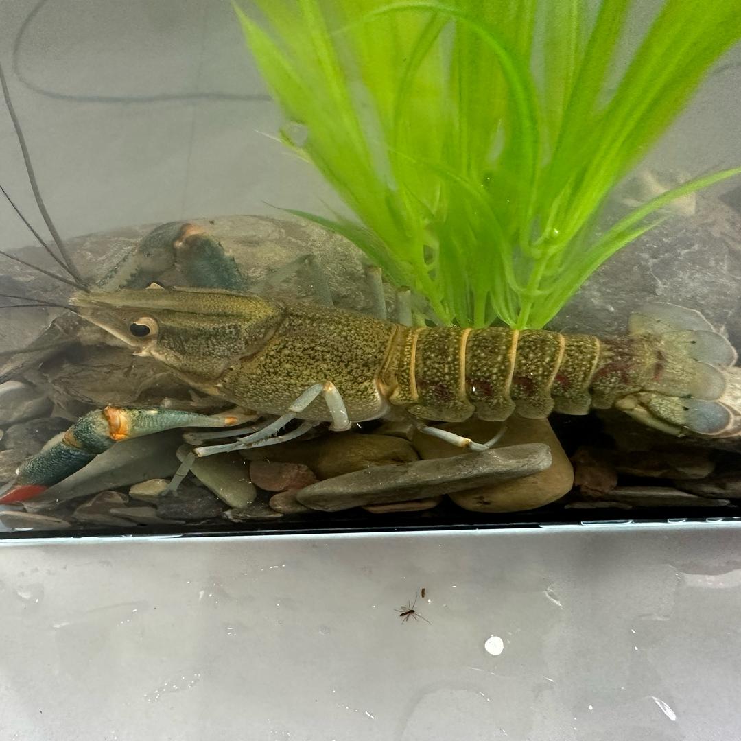 蓝大虾（户外）