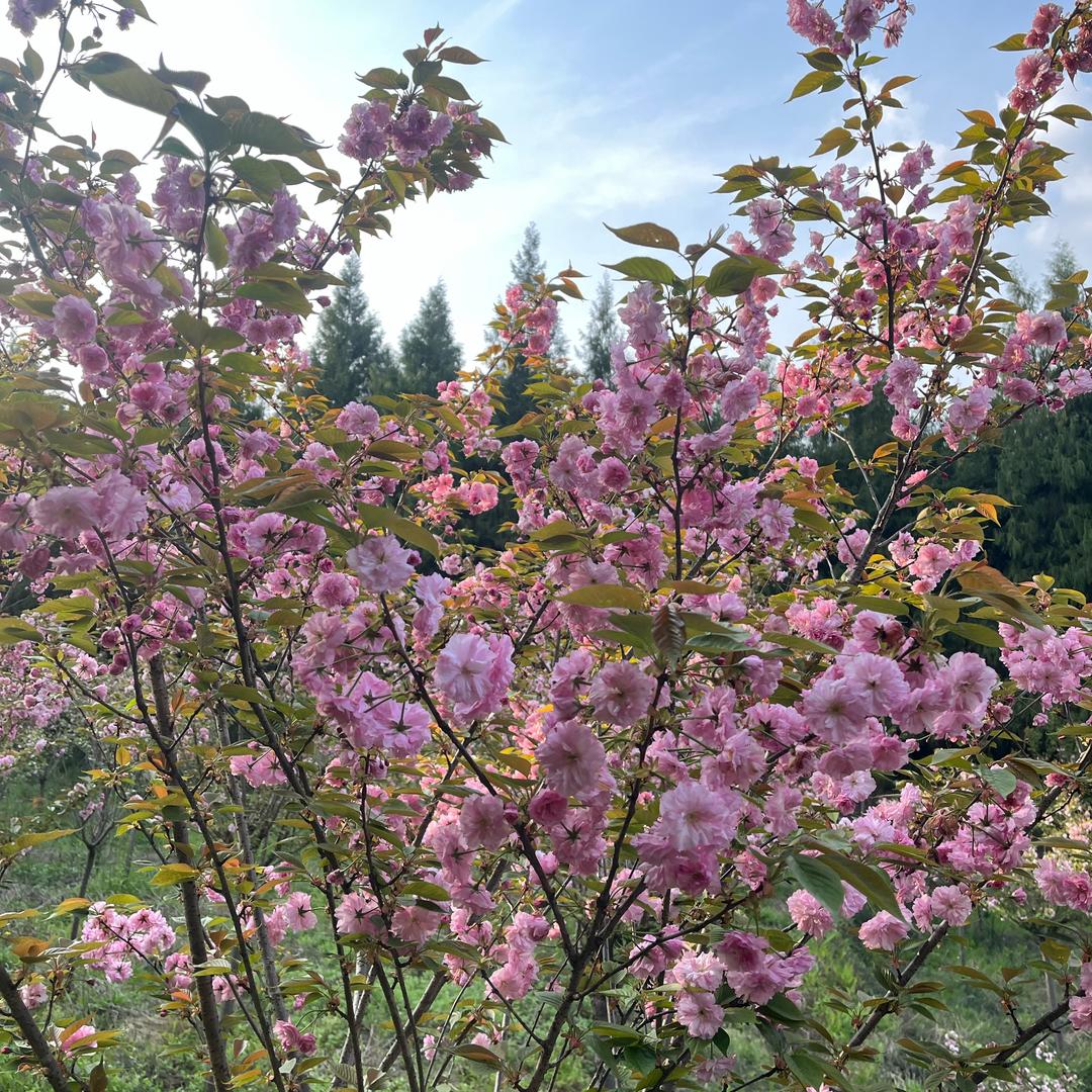 珍珍阿姨🎤（首播）