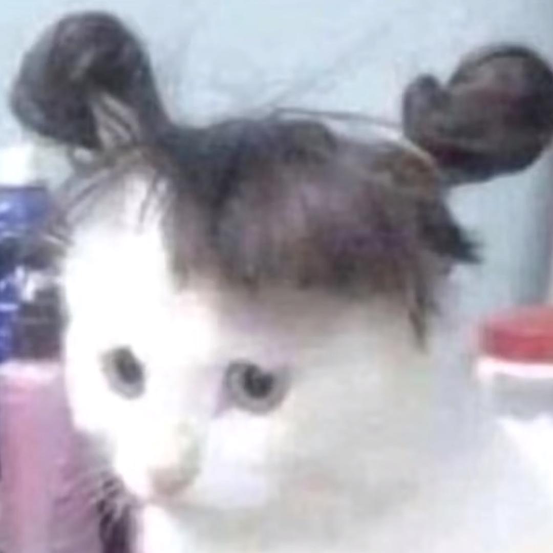 🐱🐱