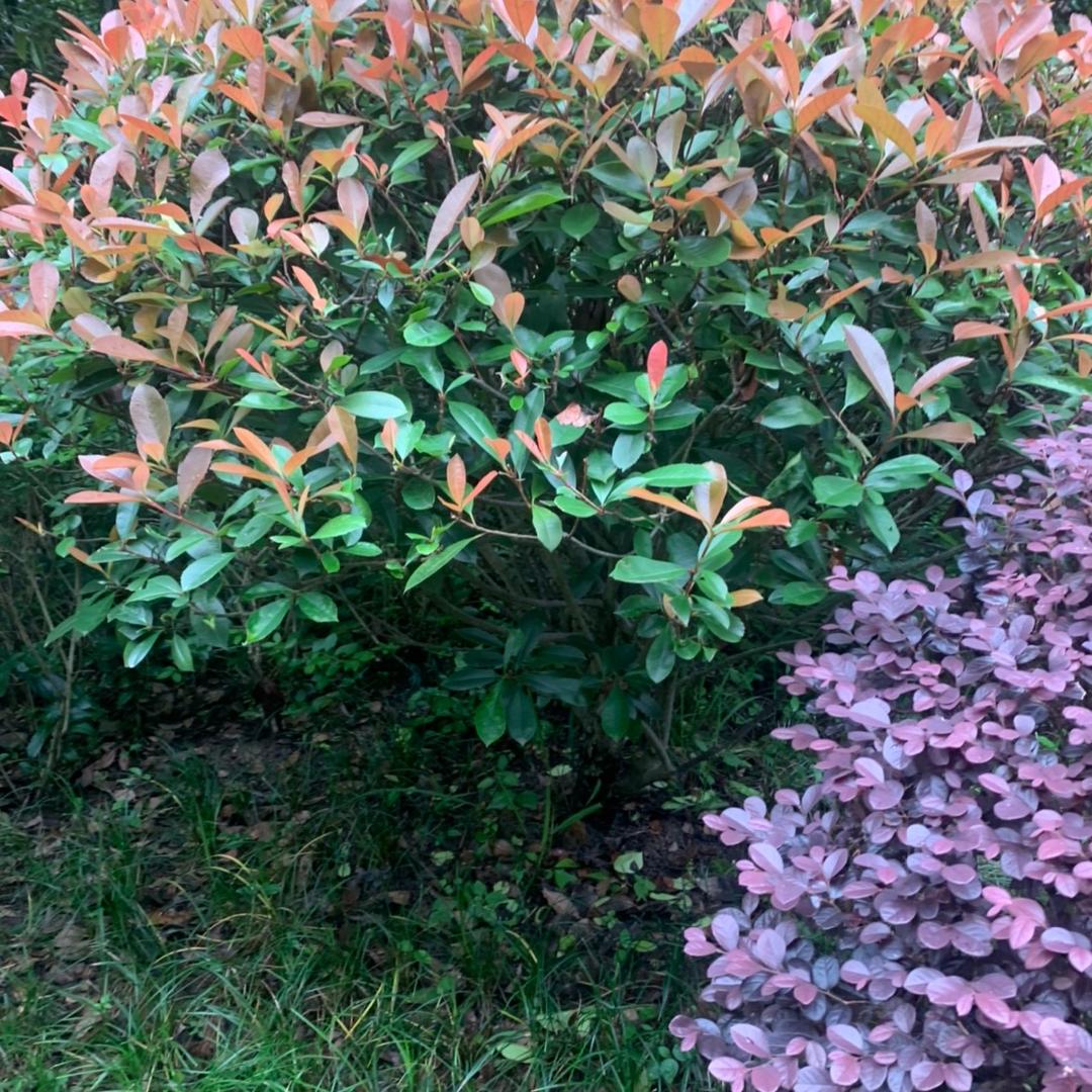 开心王姐