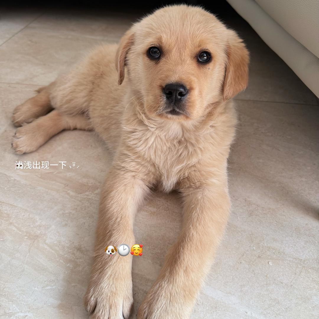 小白成长日记