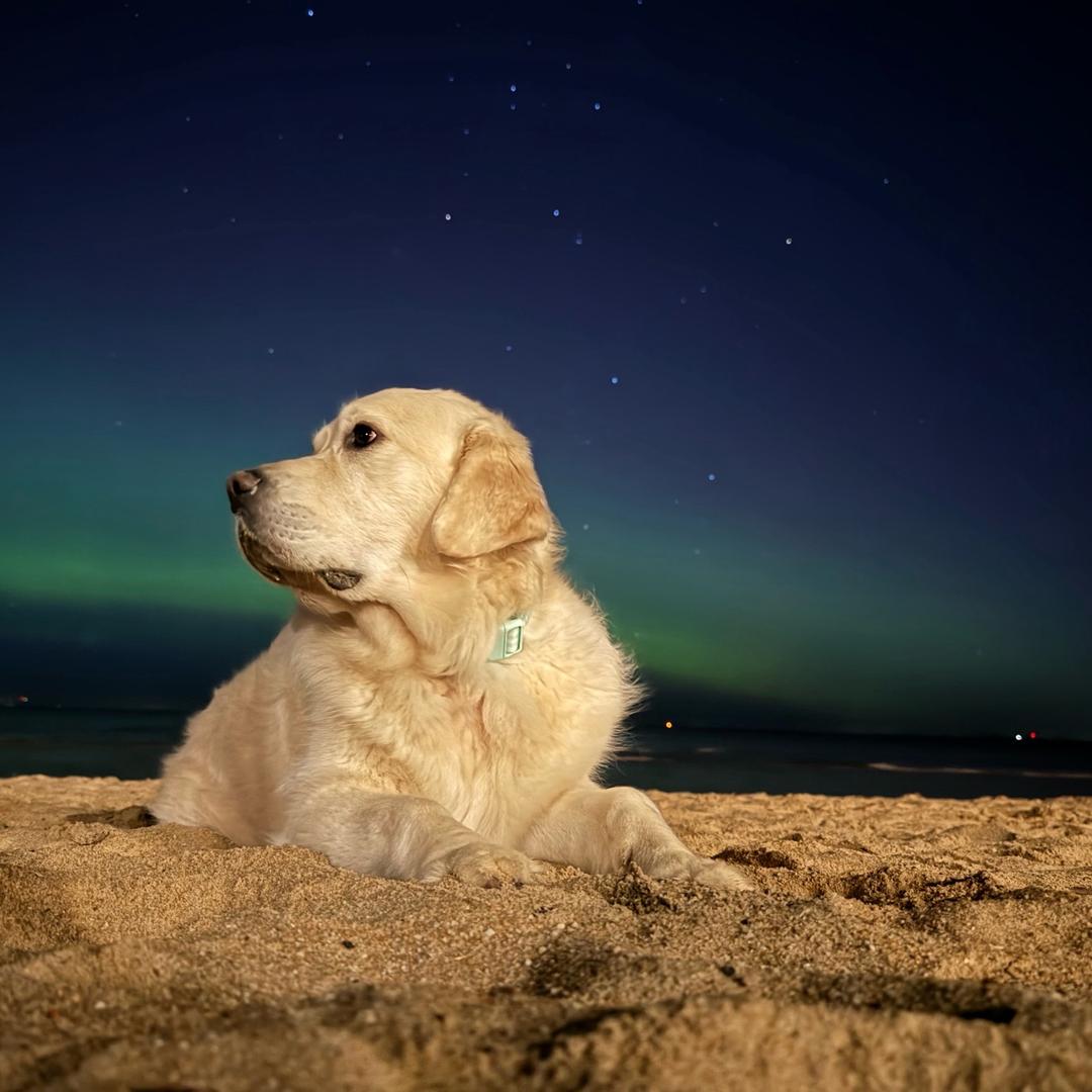 R，🕊️