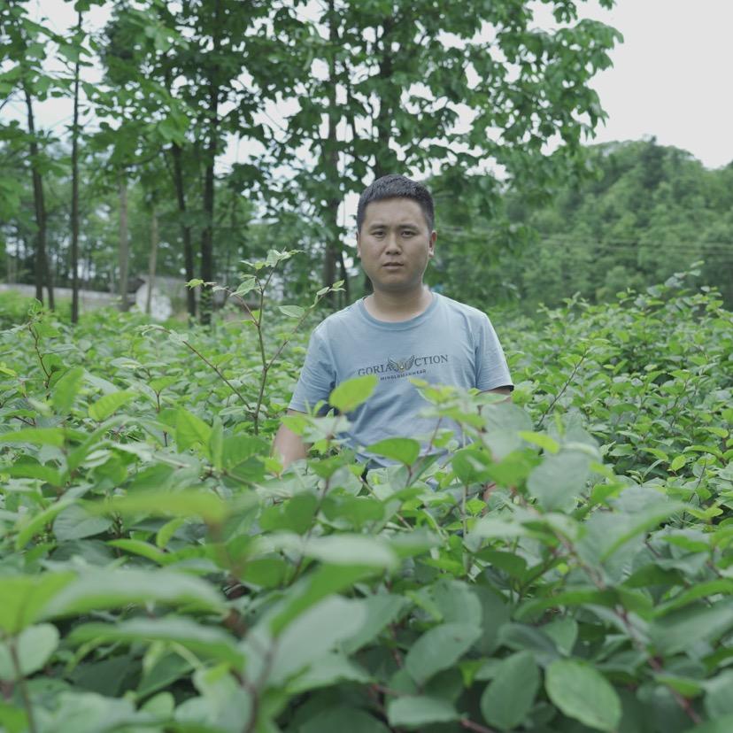 虎杖种植（幺姑妈农业）