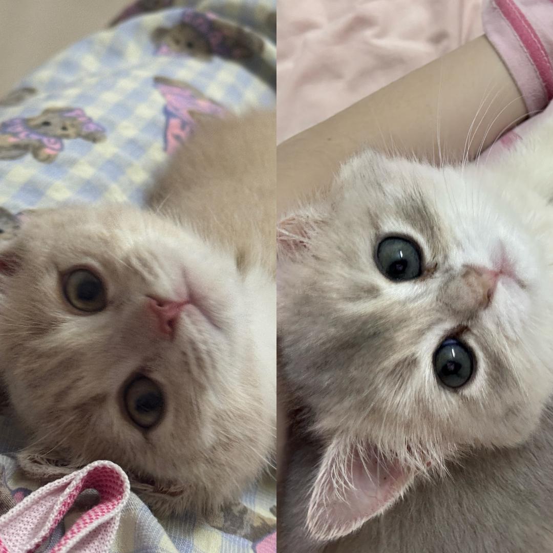 鸭蛋是只猫