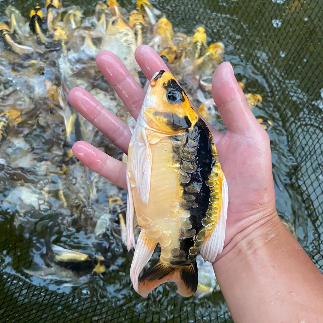 会飞的蝴蝶鲤