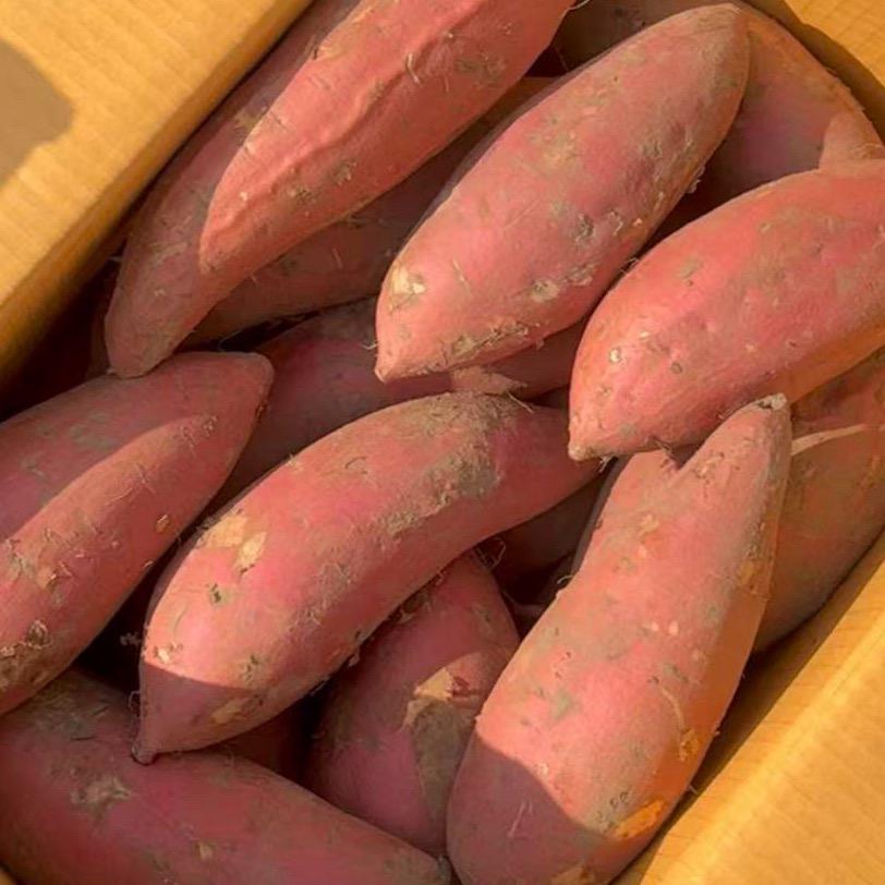 薯小馋薯业【内蒙烟薯专供】🍠