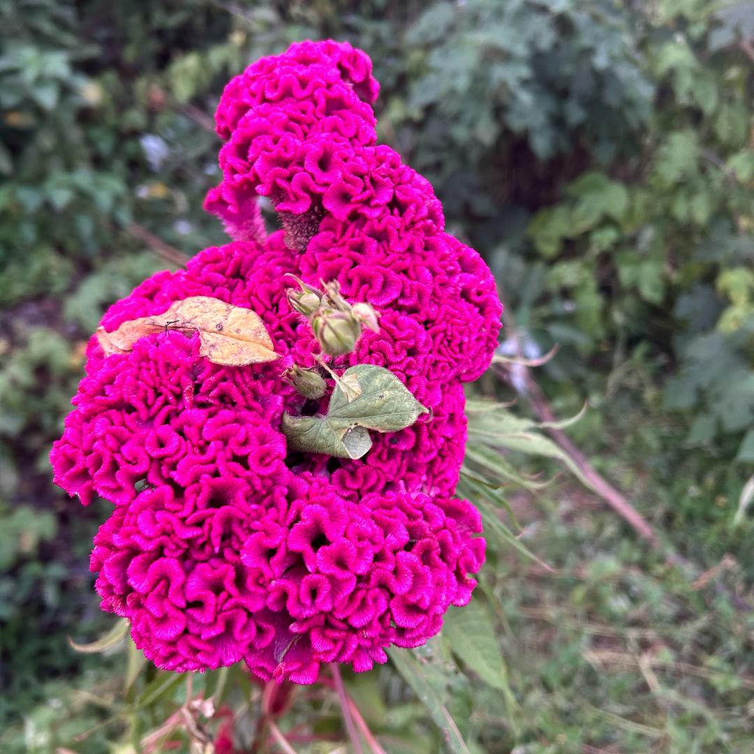 🌈魑🔥魅🔥魍🔥魉🌈