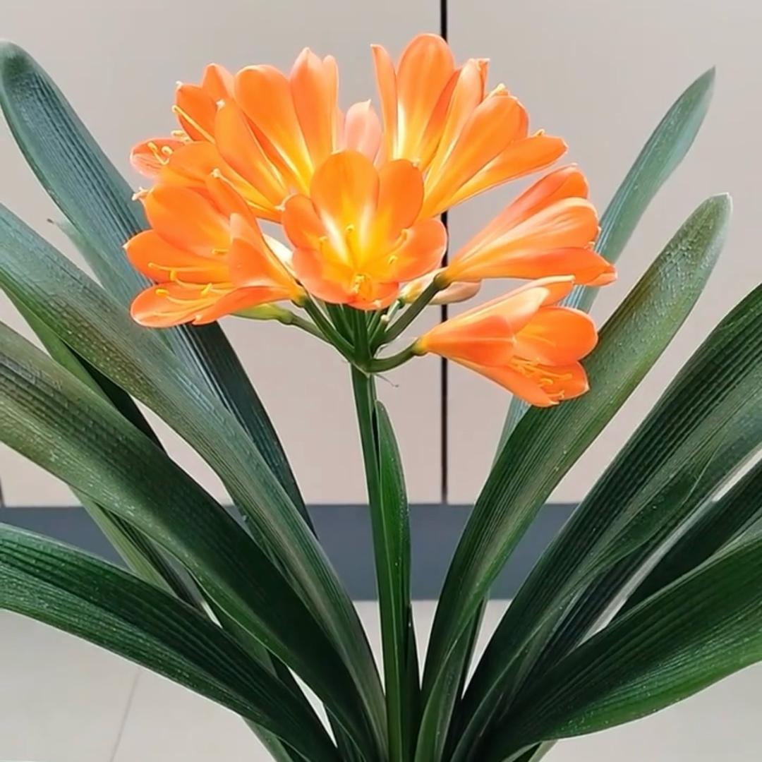 花纪888