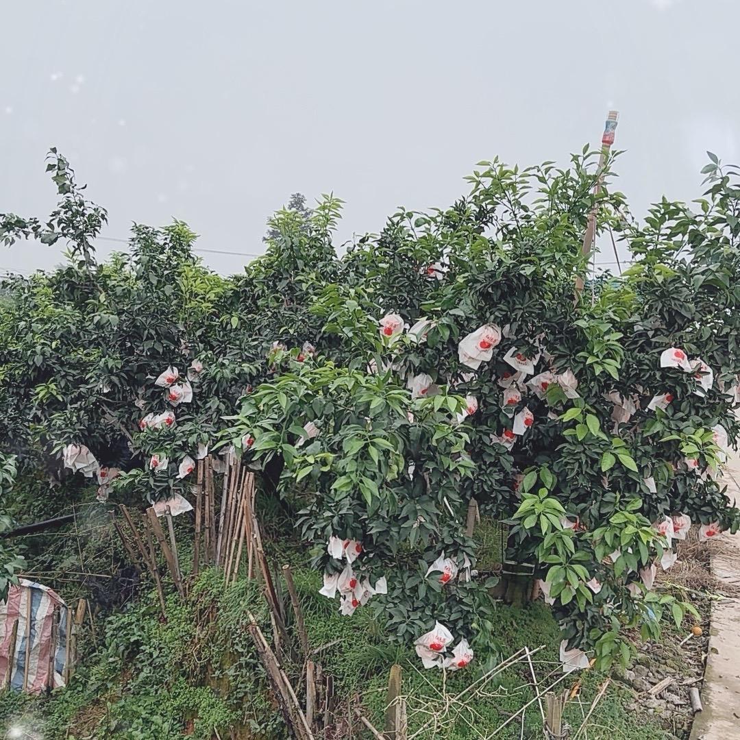 爱吃水果的小慧