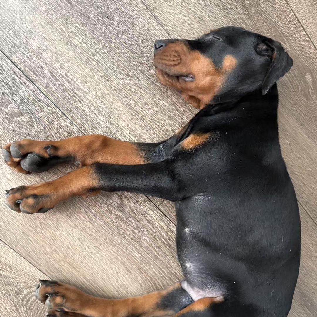 沫沫，雷克和奥丁