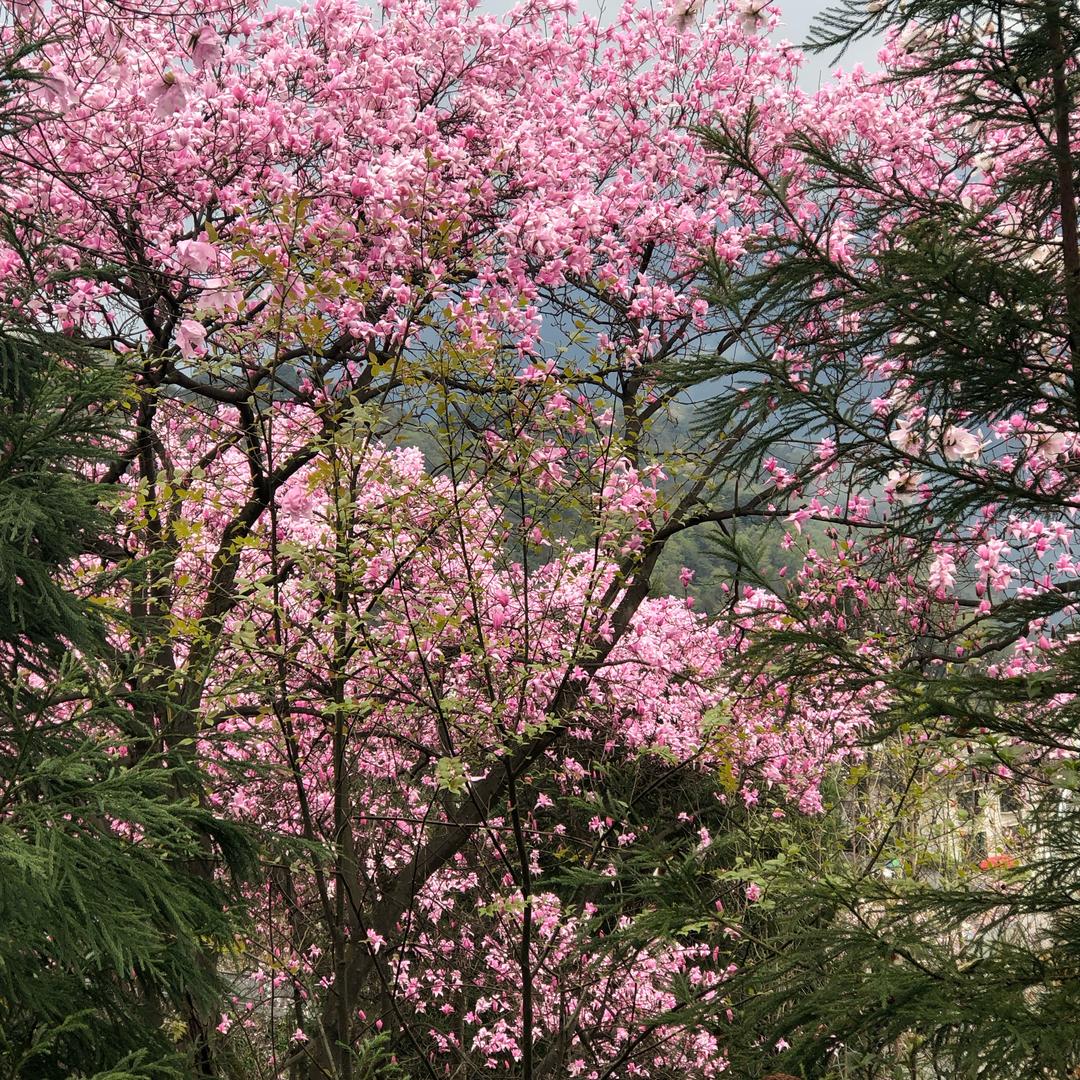江油美缝吴建红