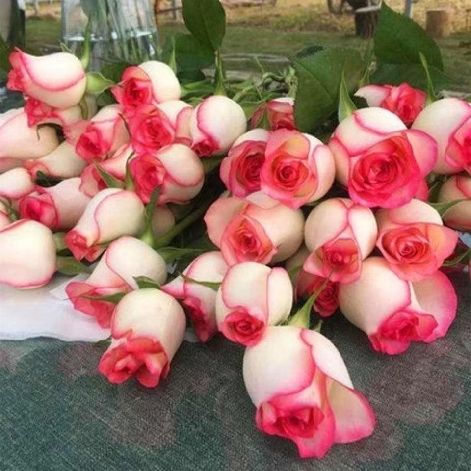 章家花园