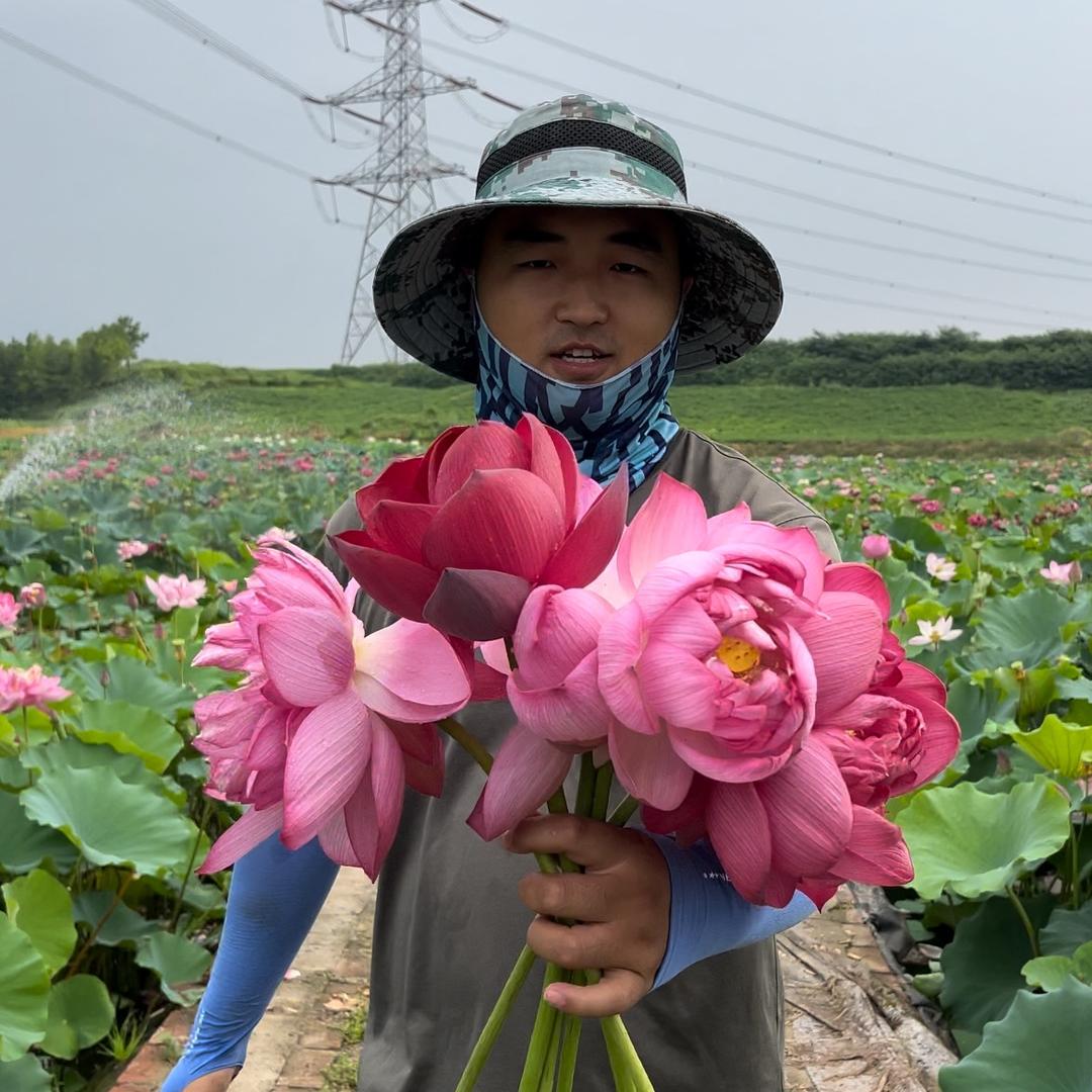 小南养荷花
