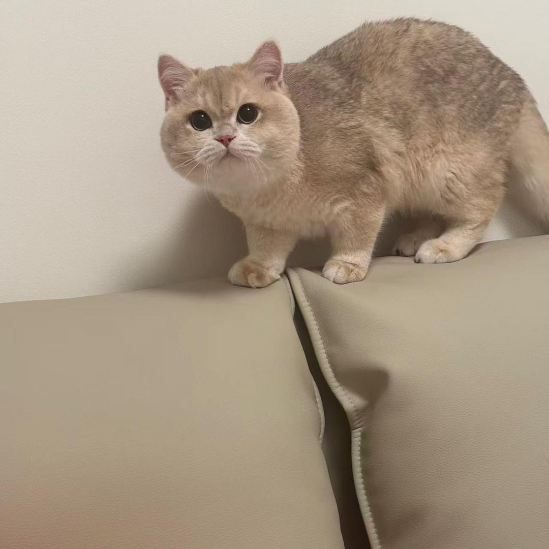 鼠鼠鼠
