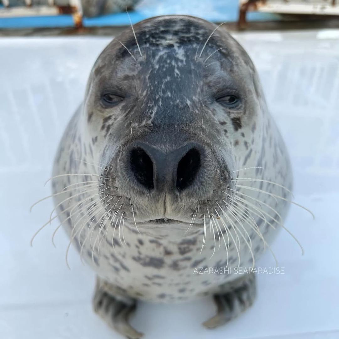 𝓵𝓮𝓷𝓽𝓸𝓸