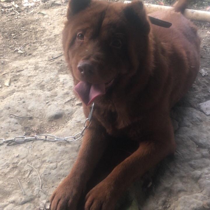 收售小狗，一条两条-批发也有