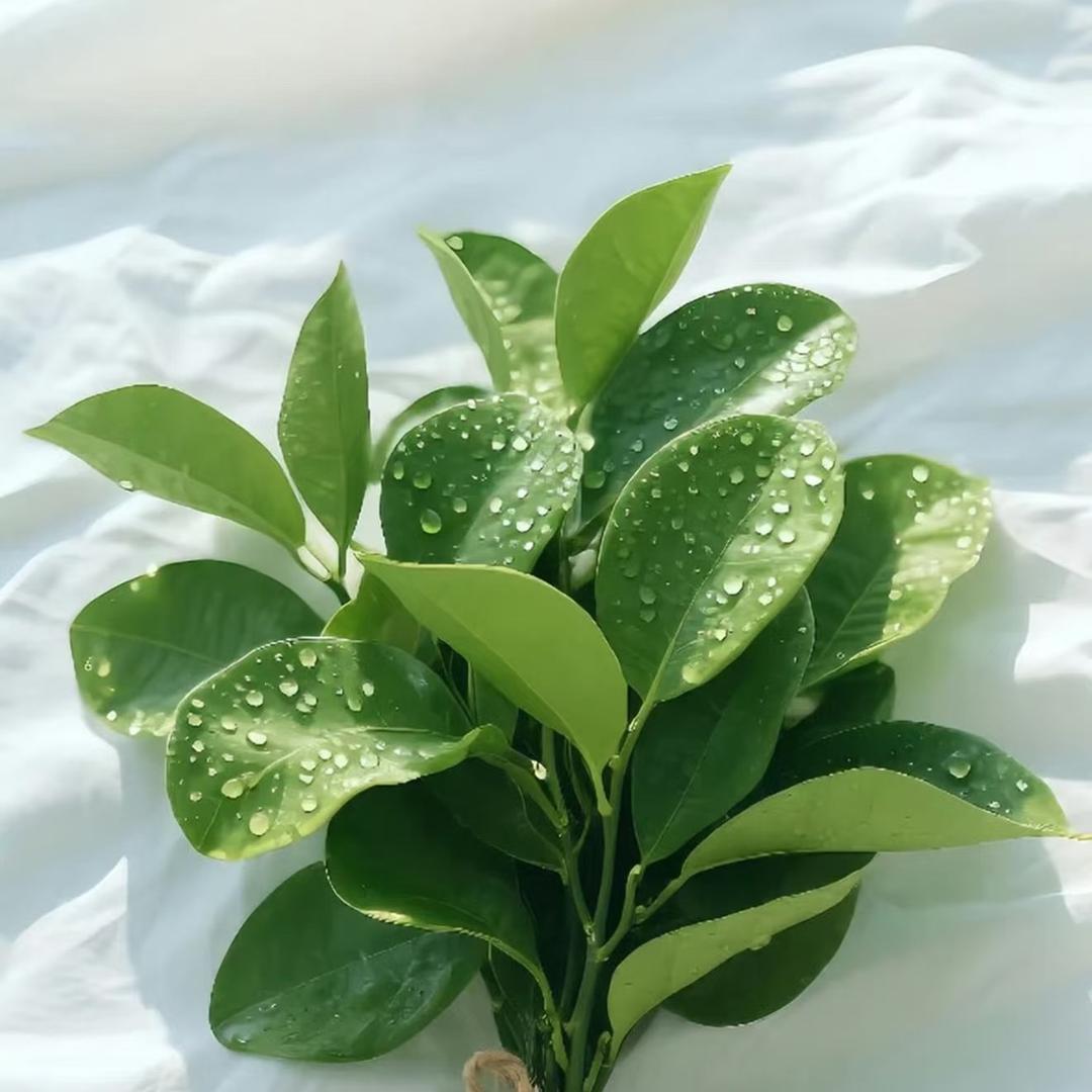 喜财乐己🍀