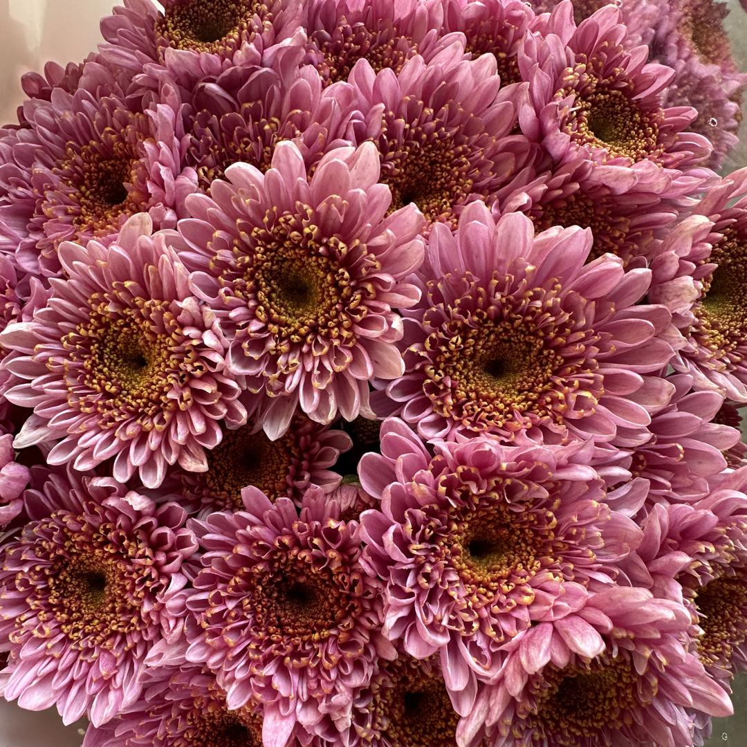 A缘欣鲜花