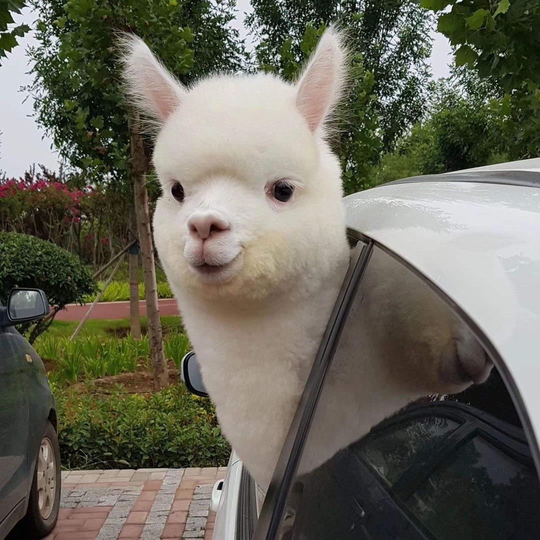 杨杨杨杨杨