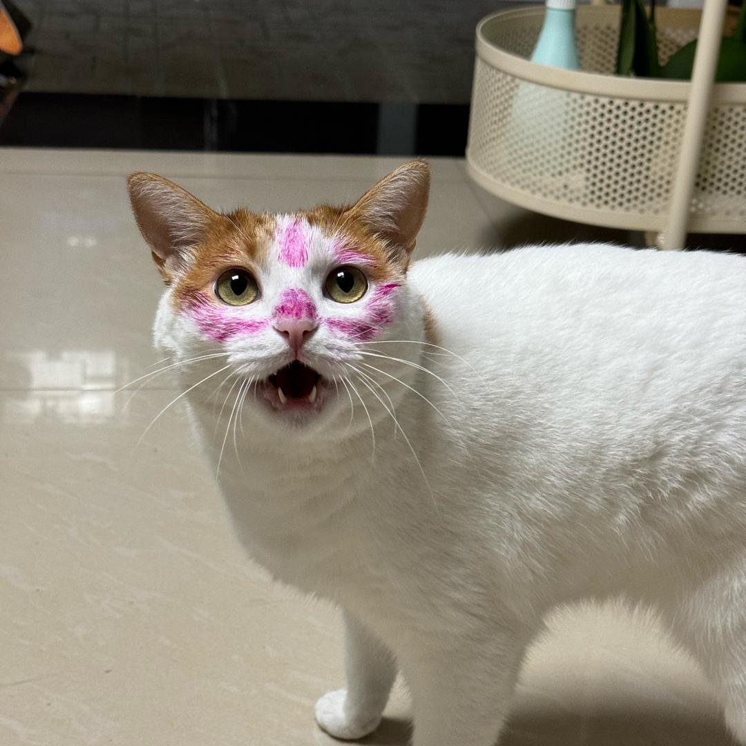 汤圆是个小傻子