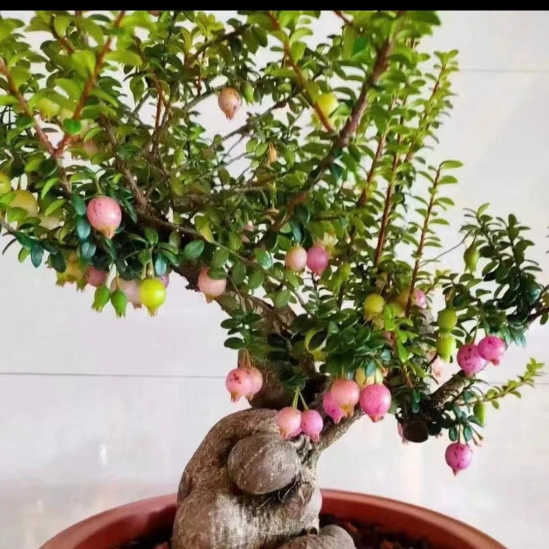 农民优质花卉
