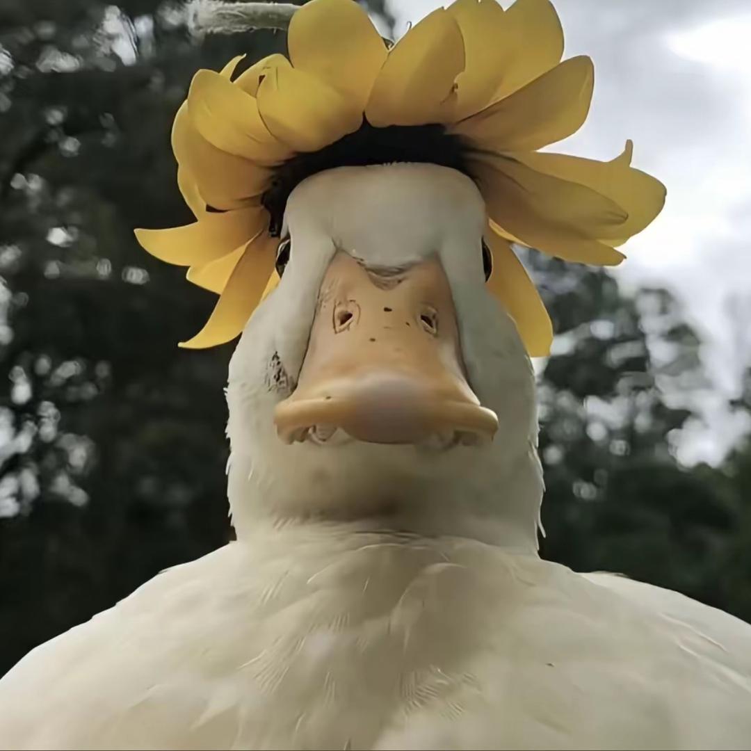 没有感情的悲伤大鹅