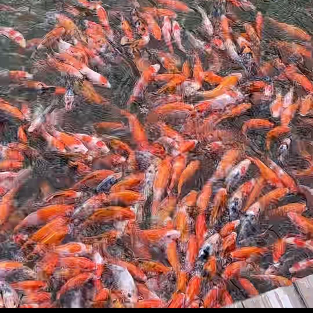 女王范er🐠🐟