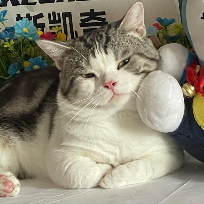 胖虎本胖-西宁猫舍