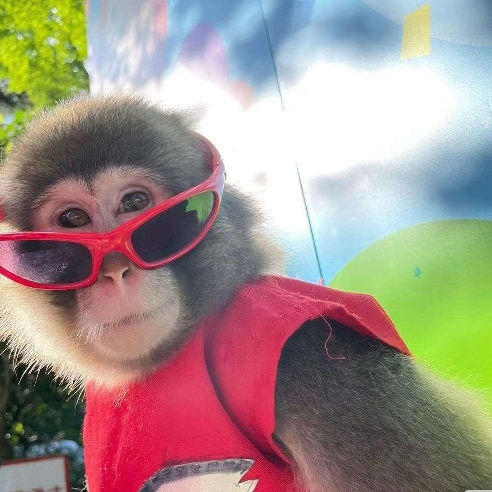 可爱小猴子🐒