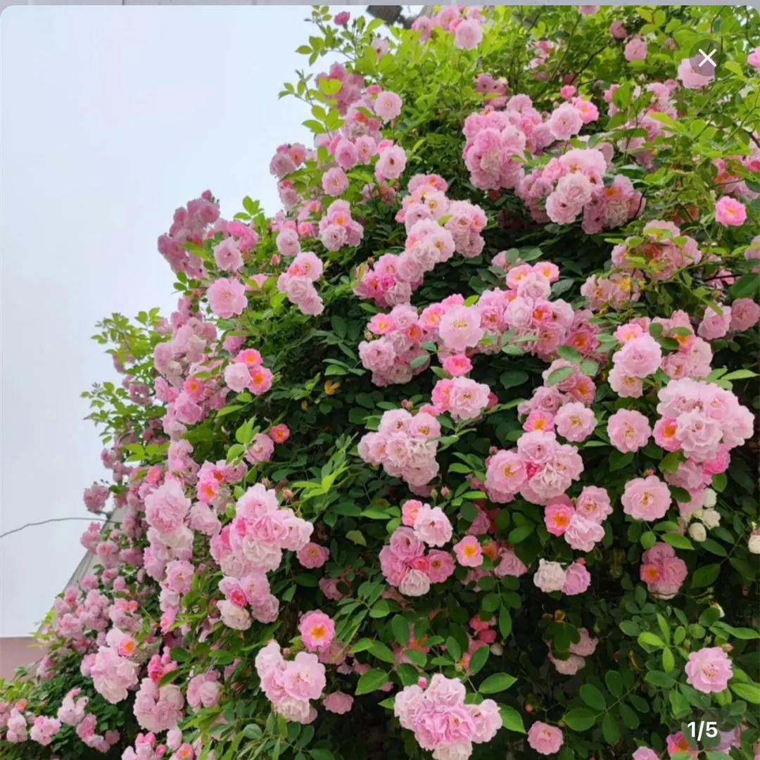 蔷薇花苗直销