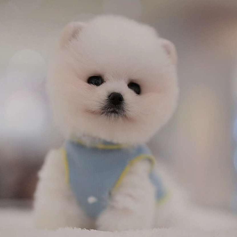 哈宠汇宠物市场