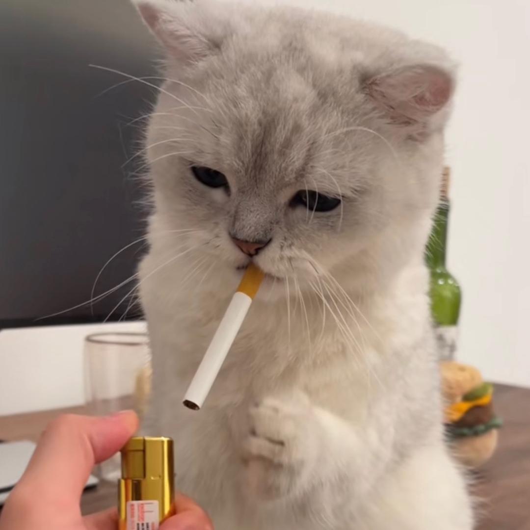 再来一碗