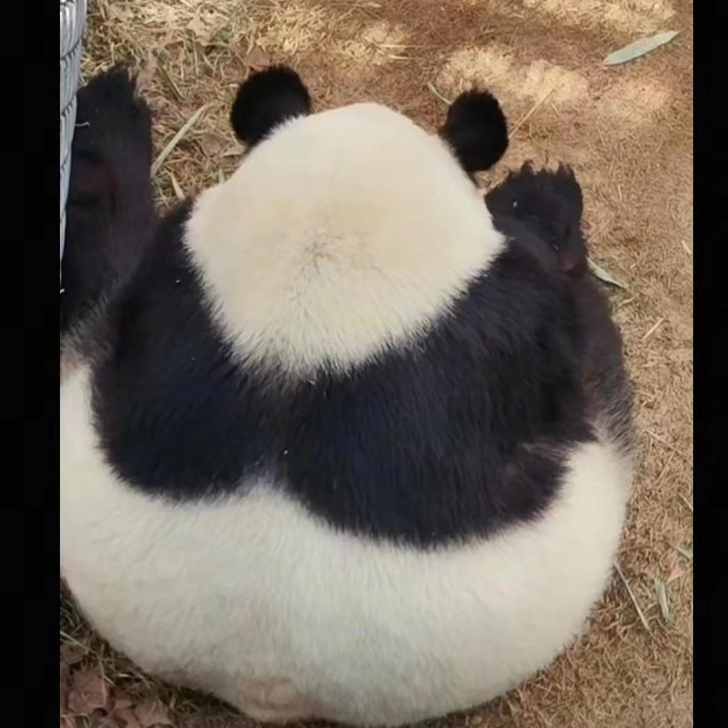 H  L