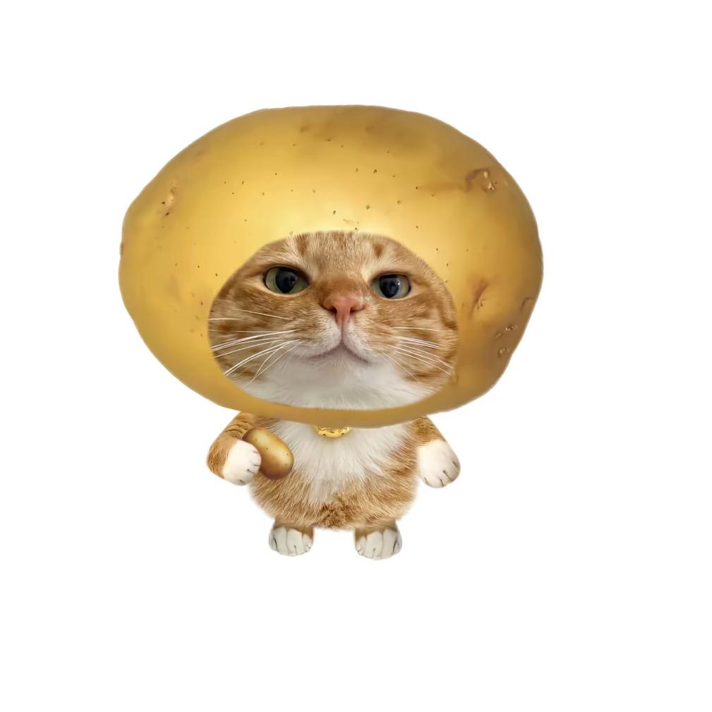 猫小小