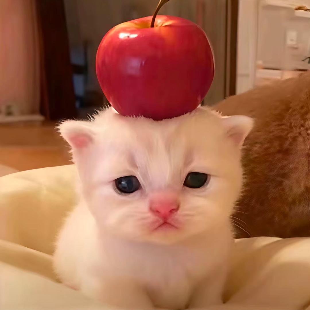 胡萝卜🥕