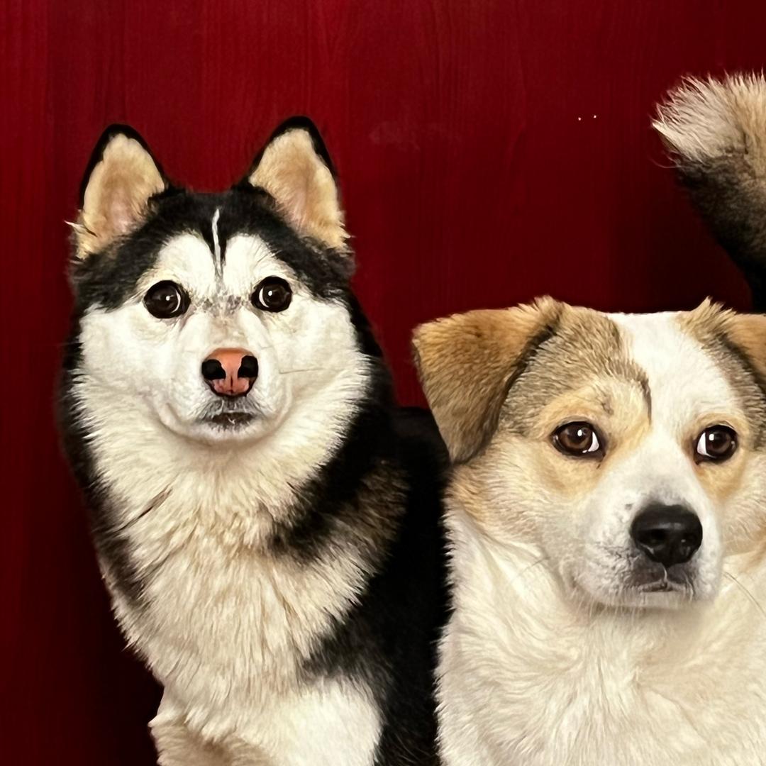 麻花🐶开心