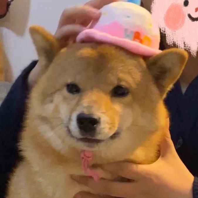不是皮蛋是皮蛋儿