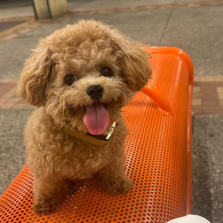 小夫