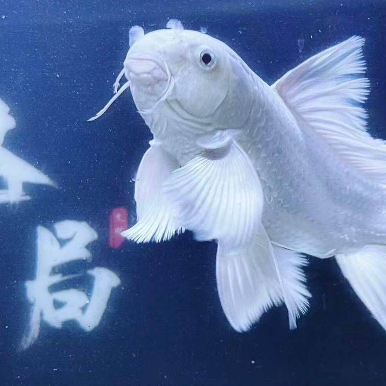 诚亦.蝴蝶鲤🦋