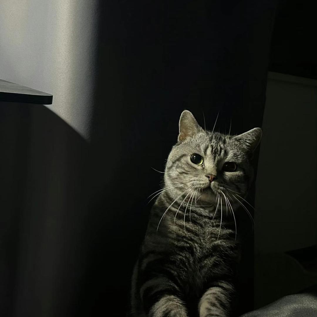 树下猫
