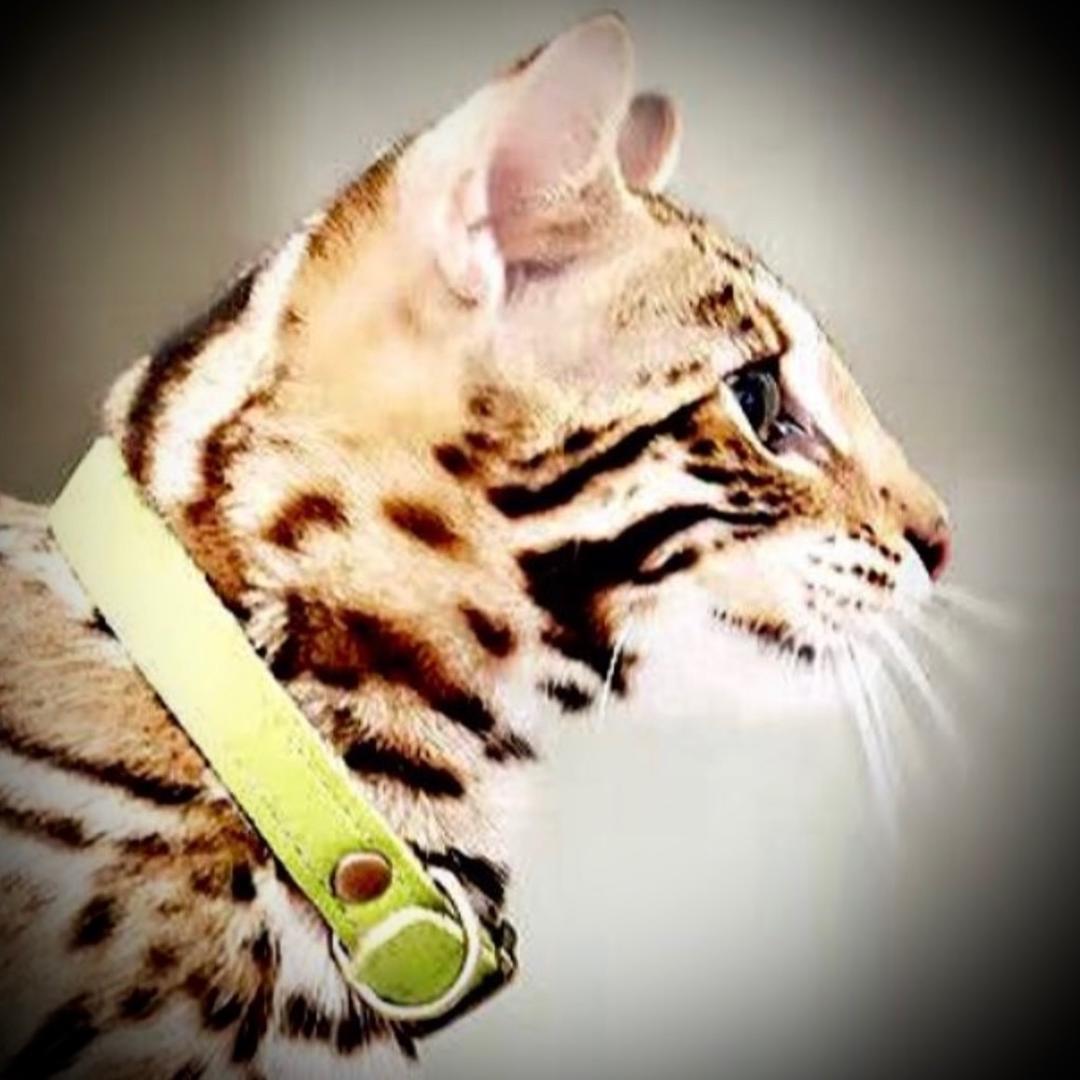 猎豹家族猫舍孟加拉豹猫&萨凡纳猫