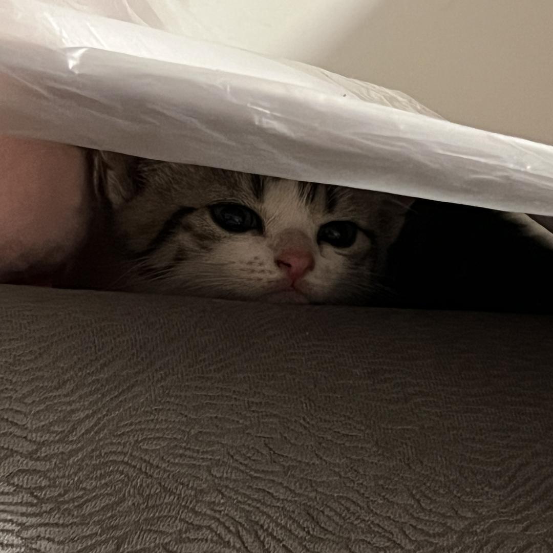 步步.